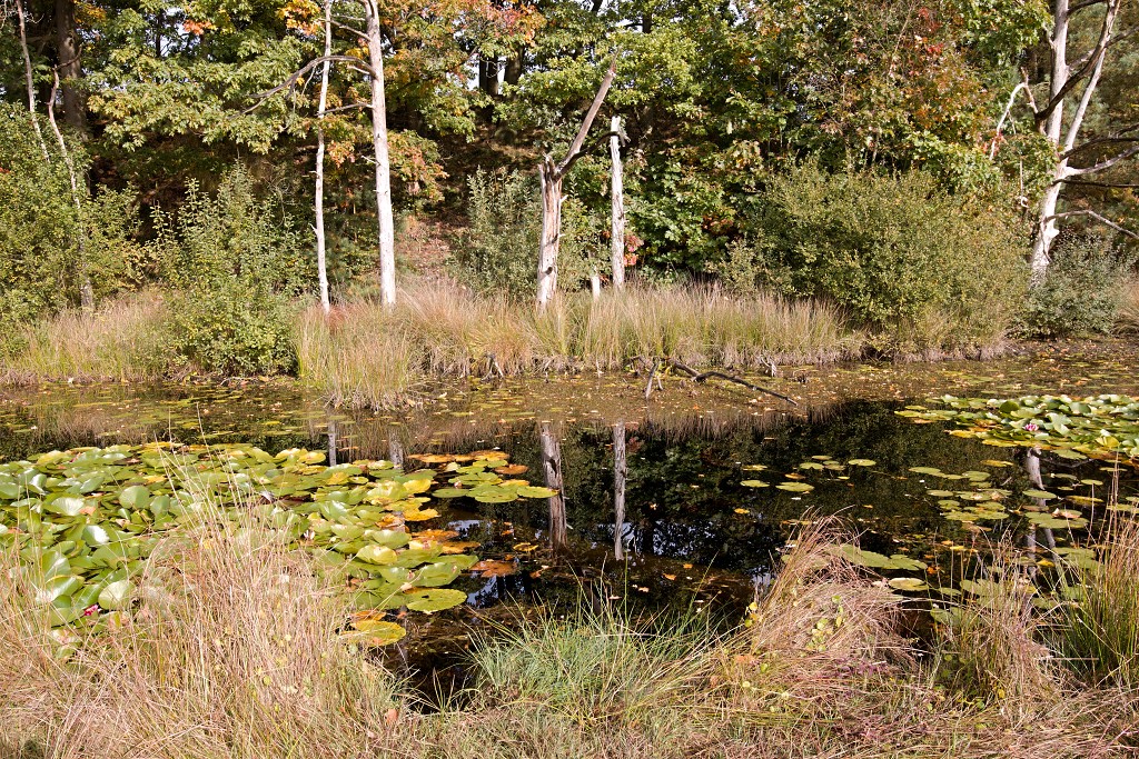 baronie van breda leemputten boswachterij dorst mastbos chaamse bossen Liesbos Vuchtpolder hdr bos Strijbeekse Heide staatsbosbeheer
